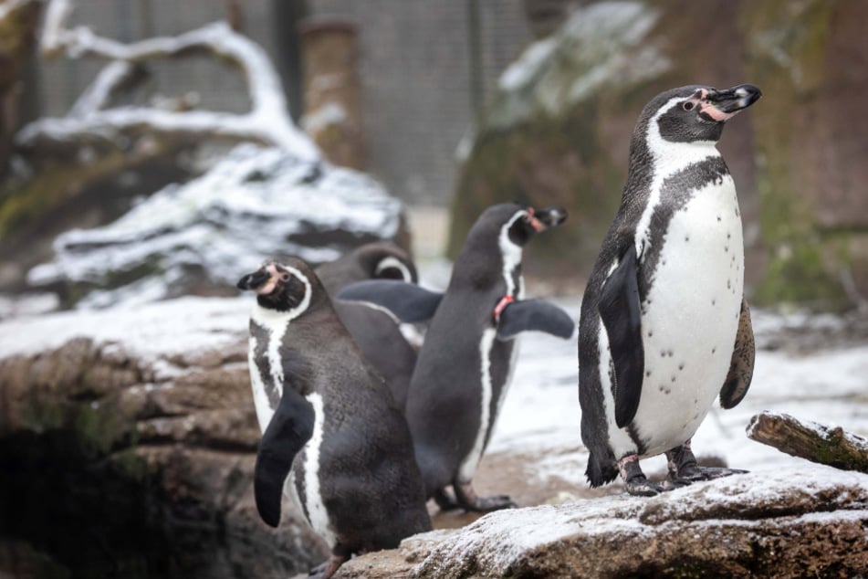 Zweimal am Tag könnt Ihr bei der Pinguinfütterung zuschauen.