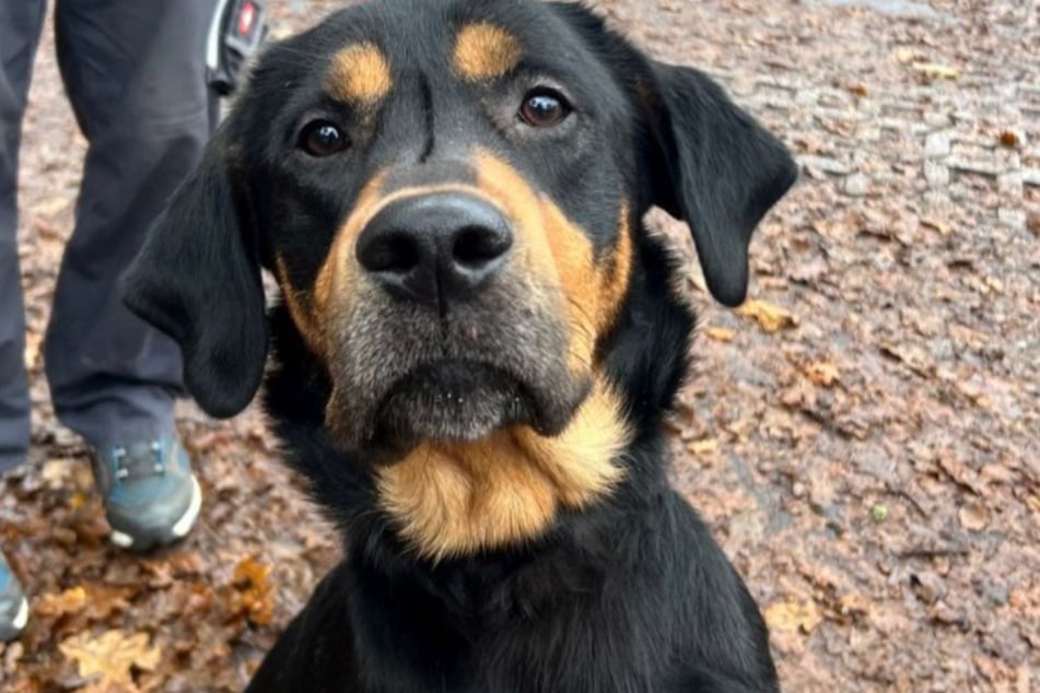 Nachdem Harry einfach in Köln ausgesetzt wurde, suchen die Tierretter nach einem neuen Zuhause für den freundlichen Vierbeiner.