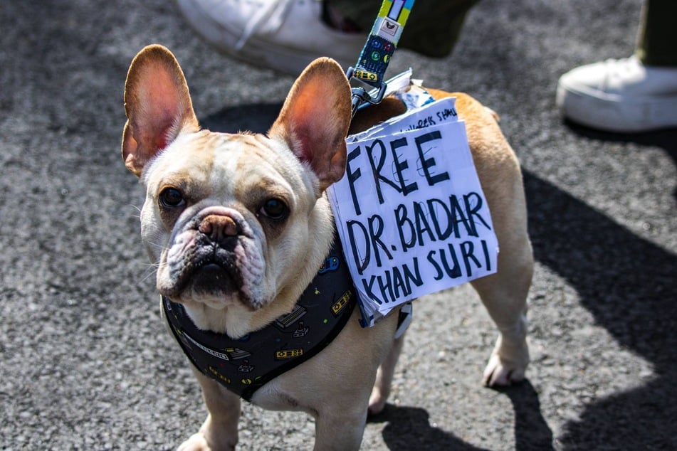 A French bulldog wears a sign demanding the release of Dr. Badar Khan Suri at a Georgetown University campus rally.