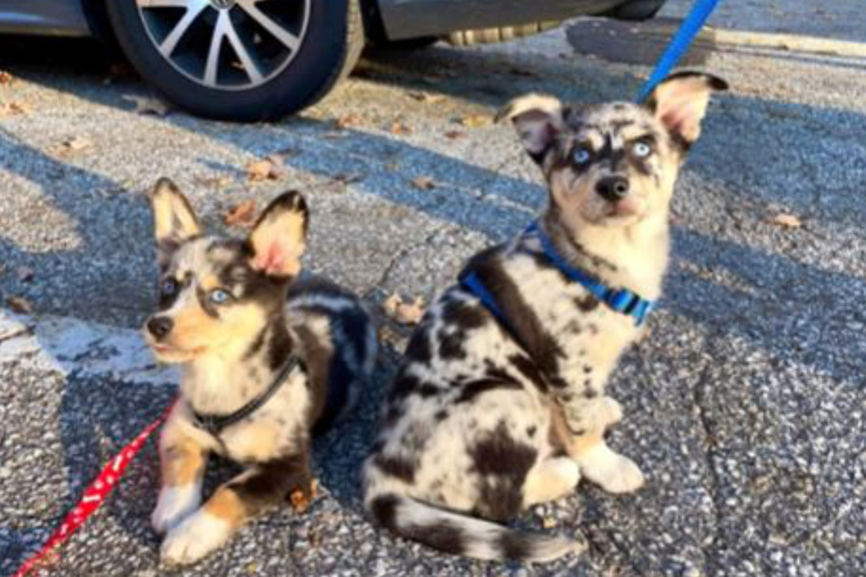 Maverick and Goose as little puppies, retaining their husky dad's icy blue eyes.