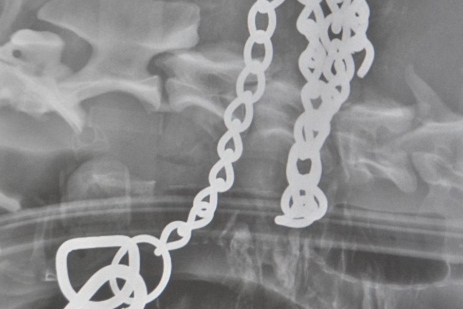 The X-ray showed that the chain extended all the way around the dog's neck.