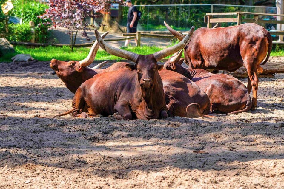 Afrika-Tag im Zoo Duisburg: Diese Abenteuer erwarten Euch am Sonntag