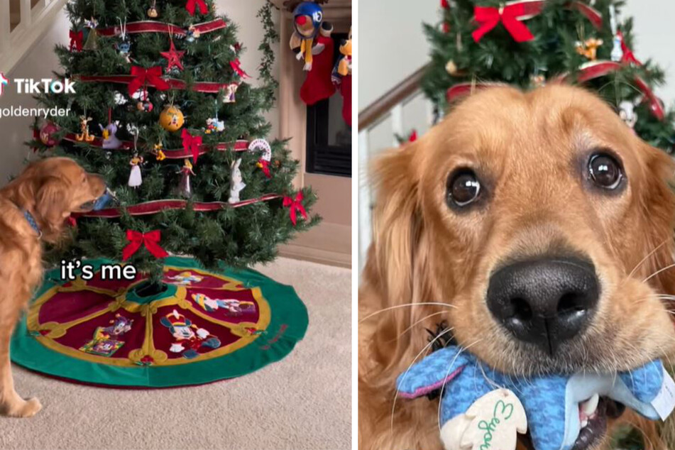 Und täglich stiehlt das Weihnachtstier: Hund wird wegen ganz bestimmtem Spielzeug zum Dieb