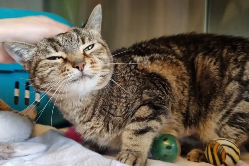 Die Katzenoma wünscht sich ein ruhiges Zuhause.