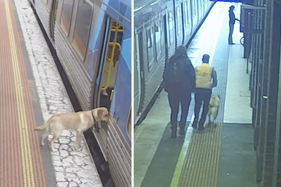 Der Labrador Storm nahm den Zug und wurde erst nach rund einer Stunde wieder "hinausgeworfen".