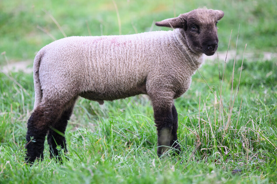 Ein Schaf wurde im Kreis Göppingen auf brutale Art und Weise getötet. (Symbolbild)