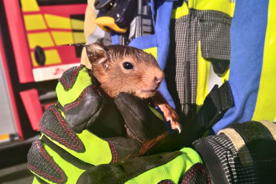 Das Eichhörnchen hatte es sich zusammen mit einem Artgenossen in der Dunstabzugshaube "gemütlich" gemacht.