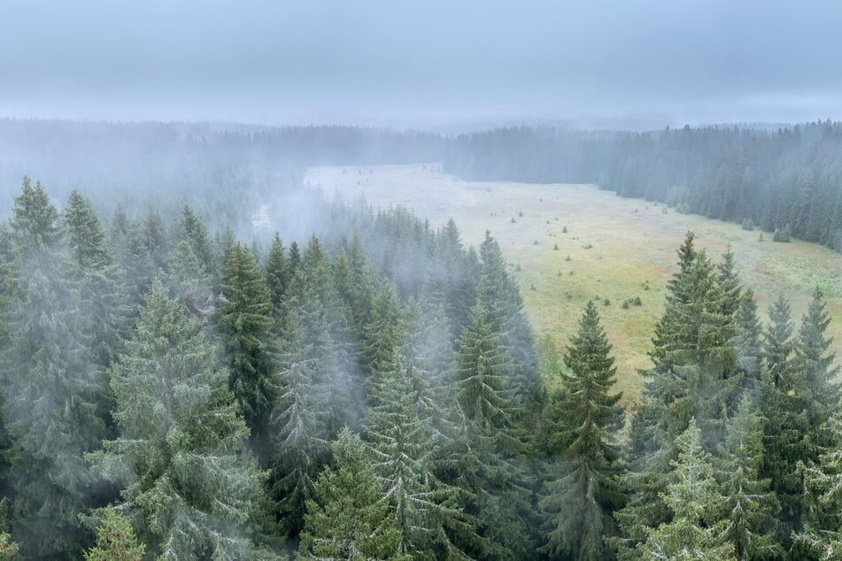 Blick über einen Wald in Kühnhaide: Aufgrund der geografischen Tallage werden hier immer wieder rekordverdächtige Bibber-Temperaturen gemessen.