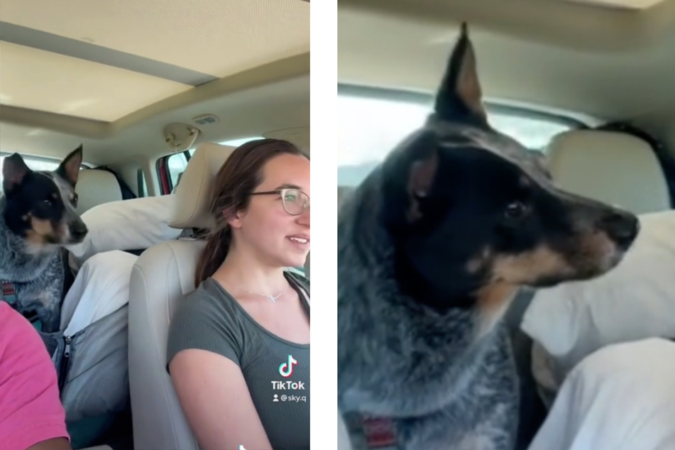 samtale Dam sandsynligt Hund fährt seit über 20 Stunden lang im Auto: Als er erfährt, wohin es  geht, kann er nur noch jaulen | TAG24