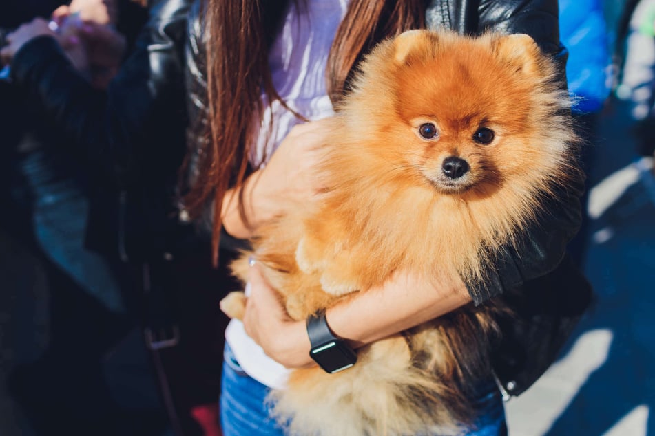 In Düren hat eine junge Frau einen Hund erworben, der bei der Geldübergabe wieder zurück in die Arme seines Besitzers gesprungen ist. (Symbolbild)
