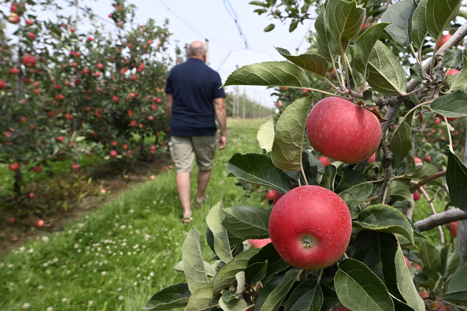 Die Obstbauern in Sachsen-Anhalt konnten sich bisher über eine gute Apfelernte freuen.