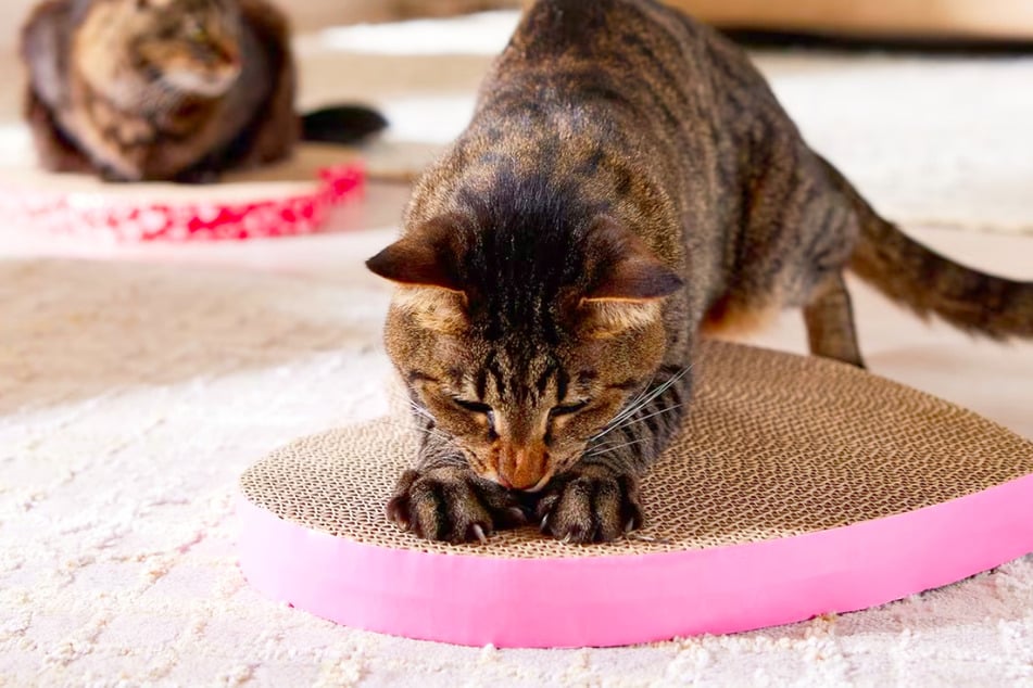 Must-have pet accessories from Chewy are on sale right now