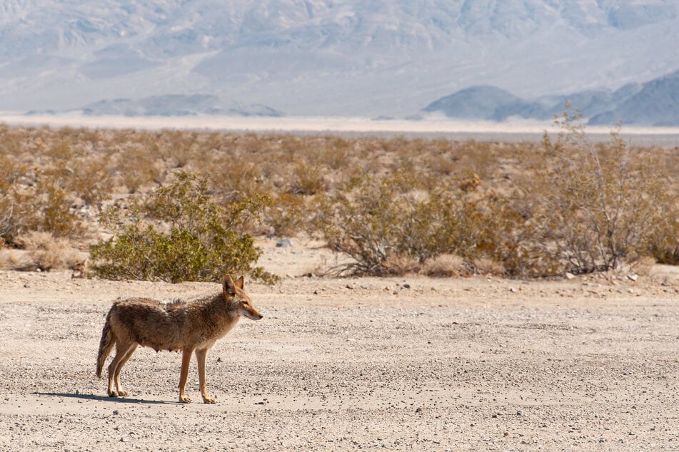 The tiny animal, which did not resemble a full-sized coyote (stock image), had been separated from its family and was wandering along a road.