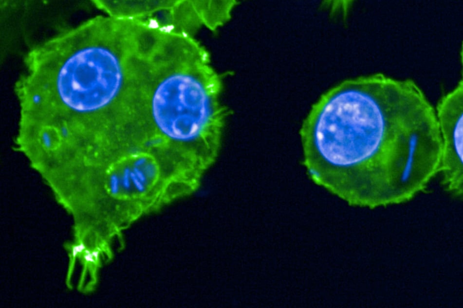Why did historical plagues last so long? New research sheds light on how pandemics work