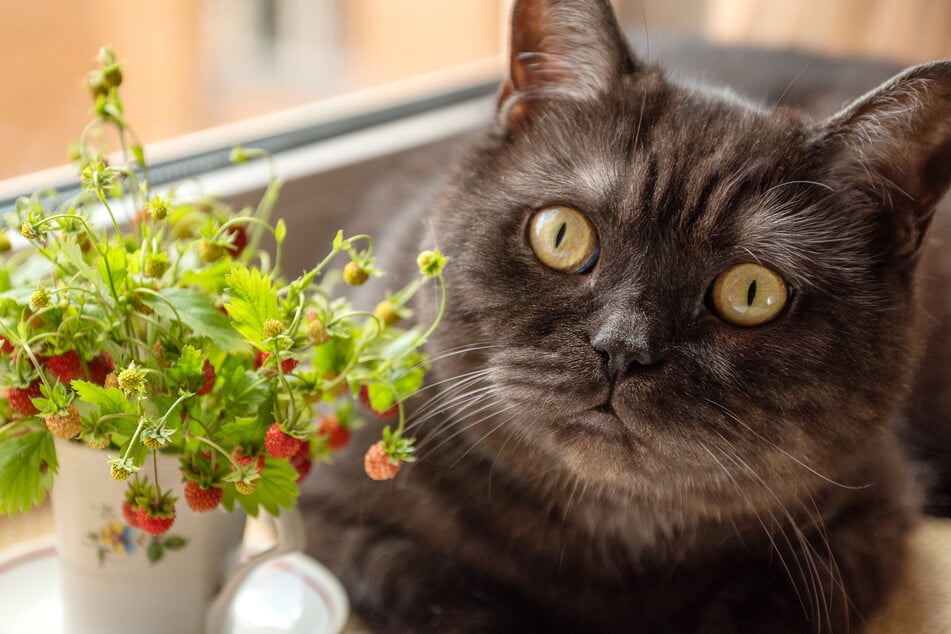 Es ist möglich, dass Katzen durch den Geruch und das Aussehen neugierig auf den Geschmack von Erdbeeren werden.