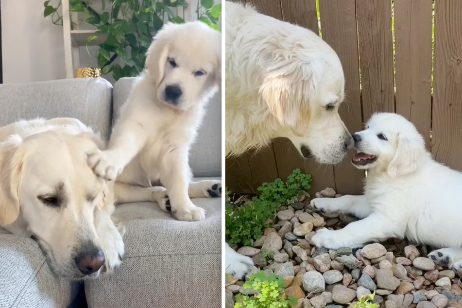 TikTok can't get over the love between these golden retrievers. Leo (l.) was skeptical of the puppy, Louie, at first but the two became best buddies.