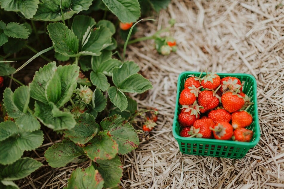 Pflücke leckere Erdbeeren auf den Feldern in und um Leipzig. (Symbolbild)