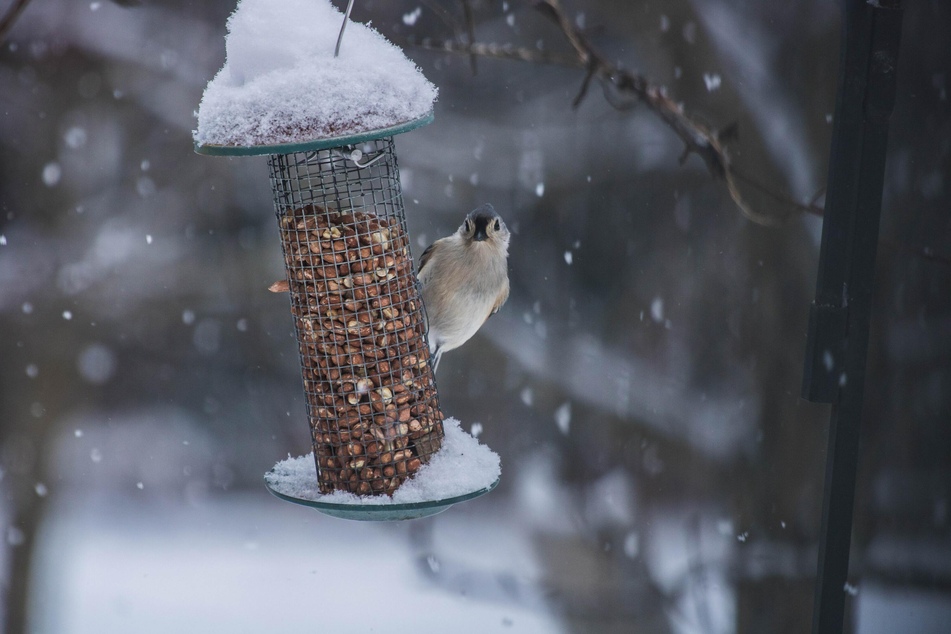 Erdnüsse werden von vielen Vogelarten im Winter gern gefressen.