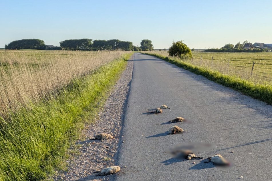 Die toten Graugansküken lagen auf der Straße, das tote Alttier fand die Zeitungsbotin in der Nähe auf einem Feld.