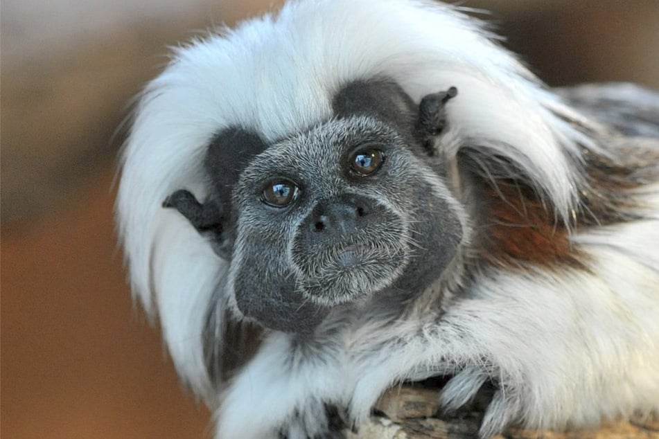 Papa trägt das Baby, Mama stillt nur: Im Zoo Magdeburg ist ein seltener Lisztaffe geboren