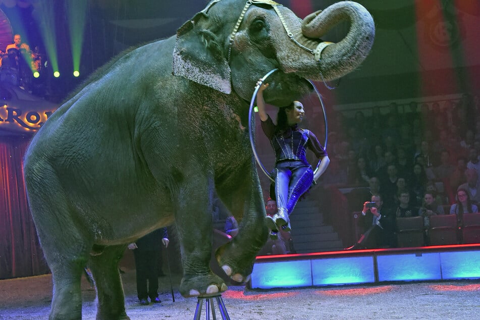 Eine Zirkusartistin führt ein Kunststück mit einem Elefanten im Zirkus Krone vor. Im hessischen Rodgau gehören derartige Vorführungen vorerst der Geschichte an. (Symbolfoto)