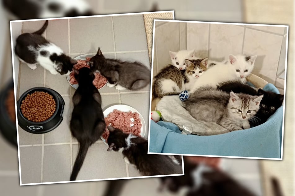 Hummel, Homer, Holly und Happy (linkes Foto) sind umzugsbereit. Gandalf, Gina, Greta, Gabby und Ginny (rechtes Foto) müssen vorher noch gesund werden.
