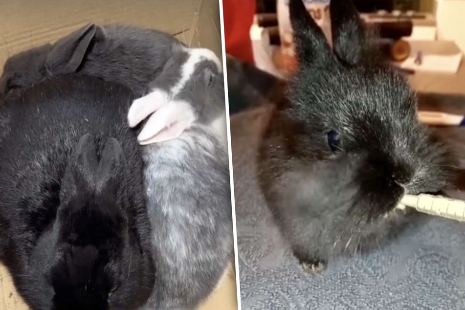 Mehr tot als lebendig aufgefunden: Baby-Kaninchen kämpft sich zurück ins Leben