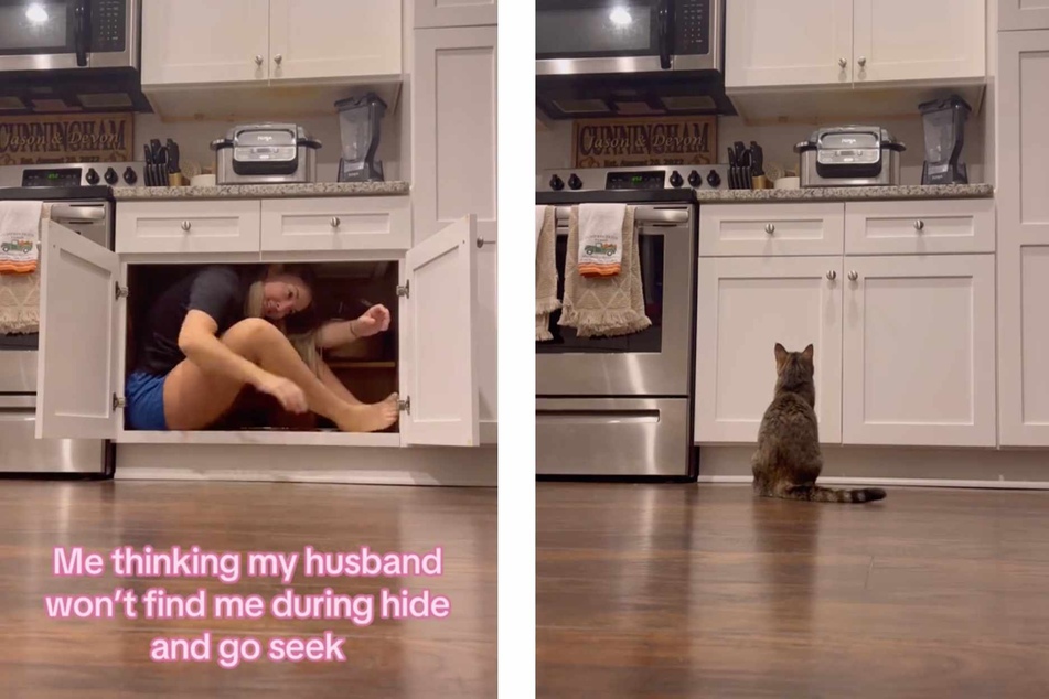 Cat "snitching" in game of hide-and-seek has internet in stitches