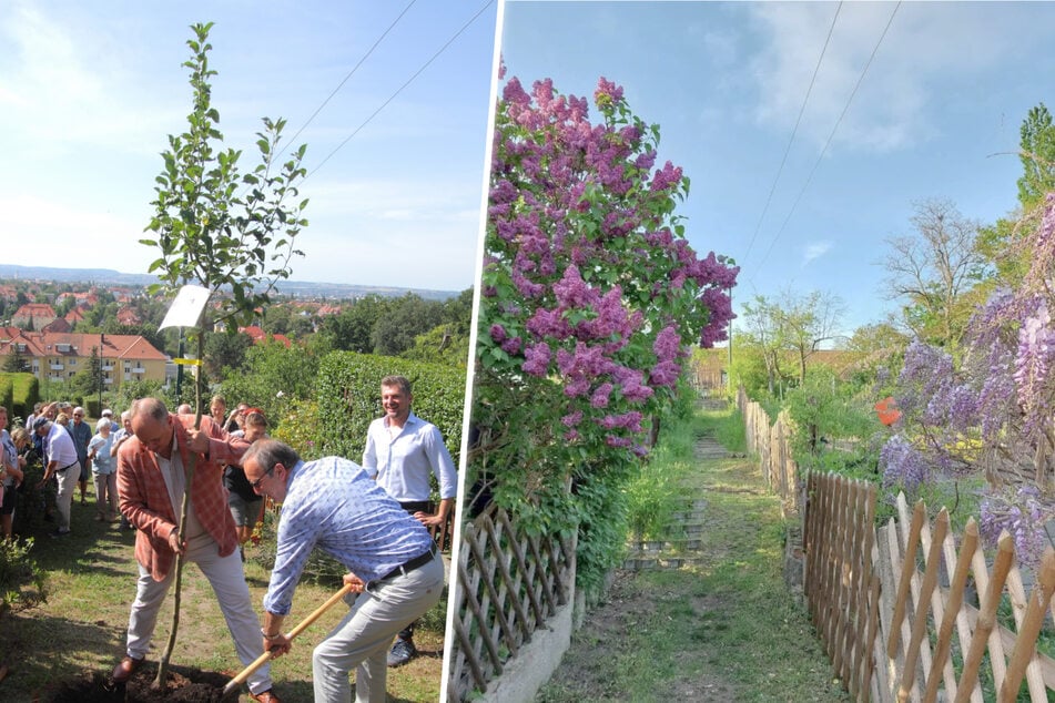 Zum 100-jährigen Jubiläum pflanzte OB Dirk Hilbert (54, FDP) einen Apfelbaum, während das Bild rechts die Anlage vor ein paar Jahren zeigt.