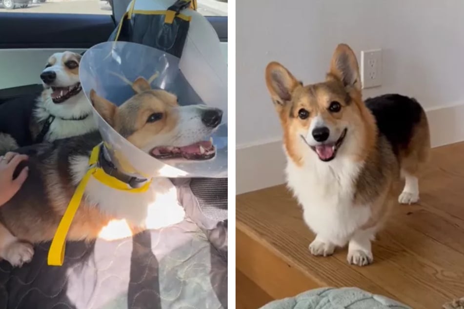 Der niedliche Corgi verursachte eine dramatische Autofahrt zum Arzt, die sich als unnötig herausstellte.