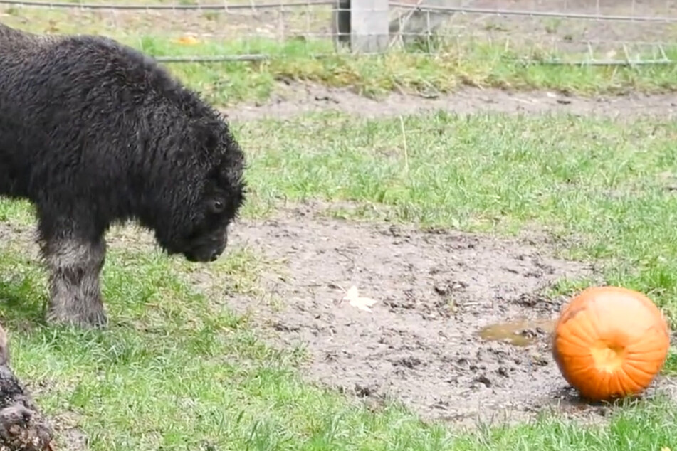 This muskox calf named Willow was treated to her very first pumpkin this spooky season!
