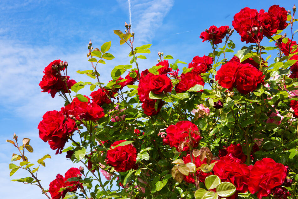 Die rote Rose steht für Romantik und Liebe.
