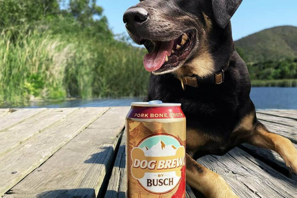 "Nectar of the dogs": Busch launches beer for pooches