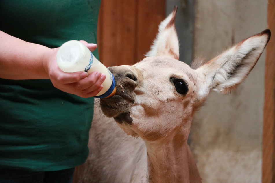 Tierpark-Neuling "Poseidon" wird mit der Flasche großgezogen.