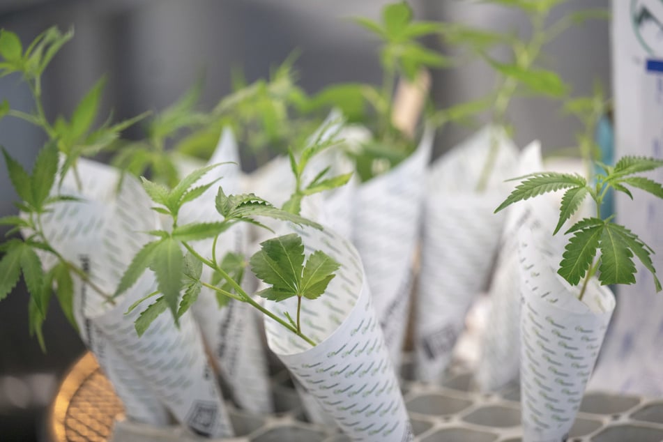 Cannabis-Teillegalisierung: So viele Anbau-Anträge gingen bislang in Berlin ein