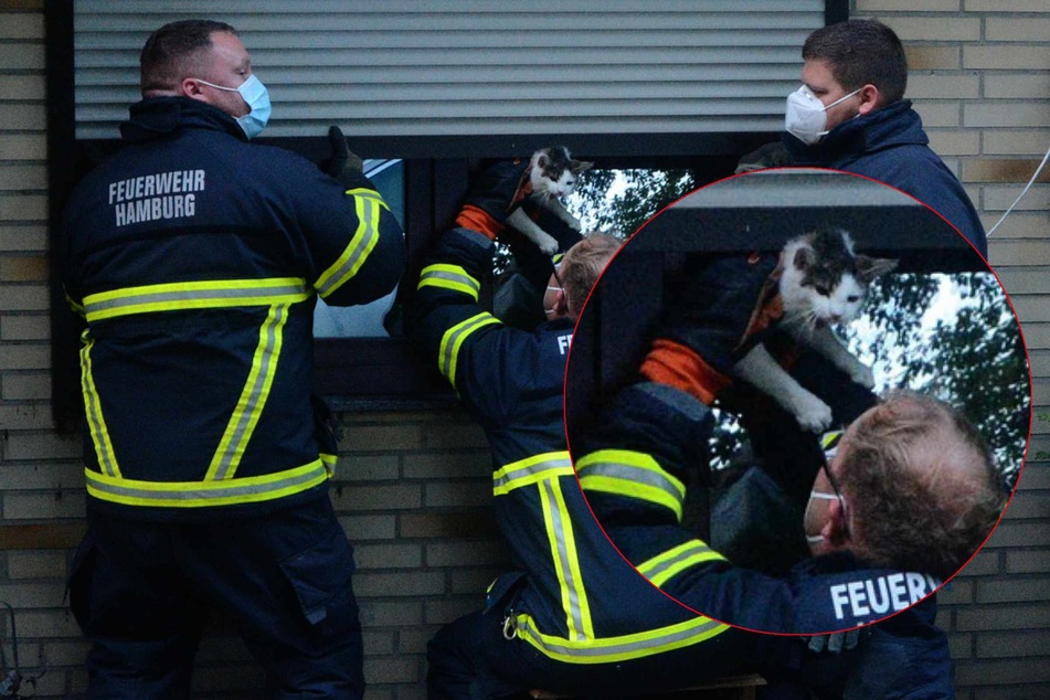 Hamburg: Katze wird von Fensterrollo eingeklemmt und muss von Feuerwehr befreit werden