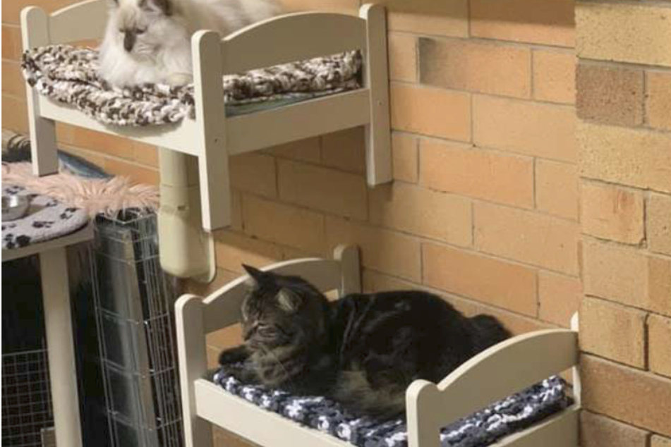 Seitdem jede Katze ihr eigenes Bett hat, leben alle drei wieder harmonisch zusammen.