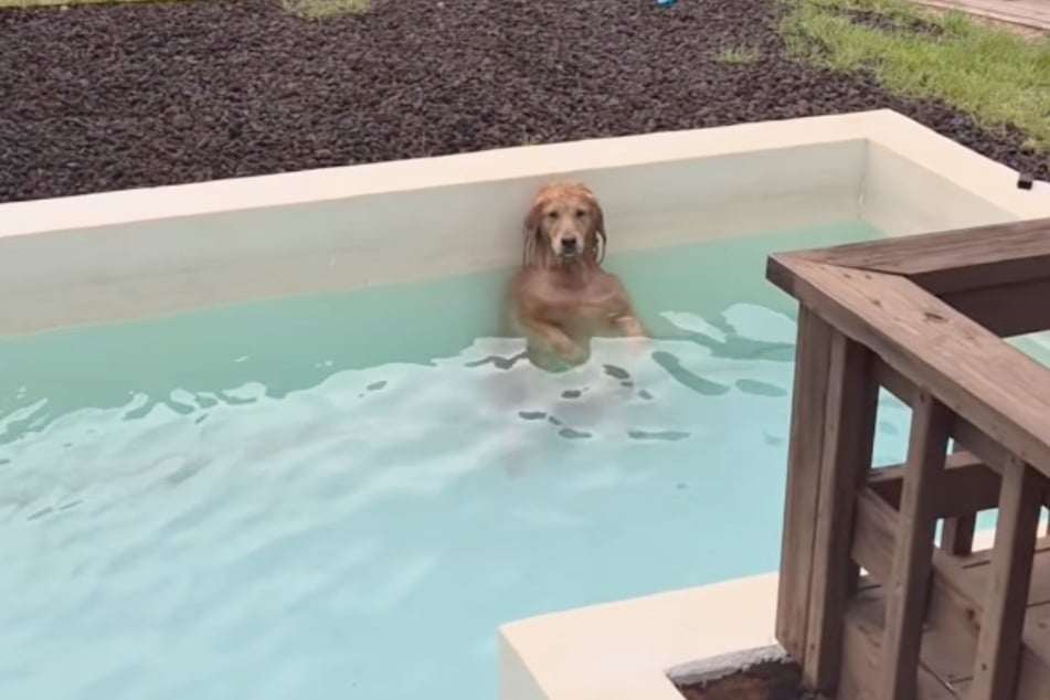 Es sieht seltsam aus: Was genau macht Golden-Retriever-Dame Noeul denn da im Pool?
