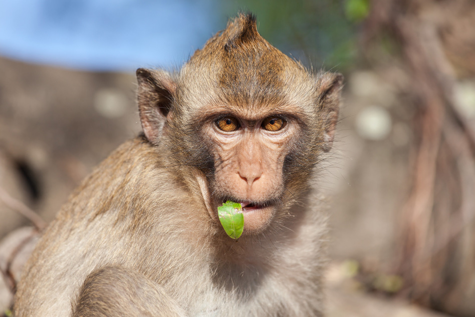 Aggressive Affen können ohne Vorwarnung angreifen. (Symbolbild)