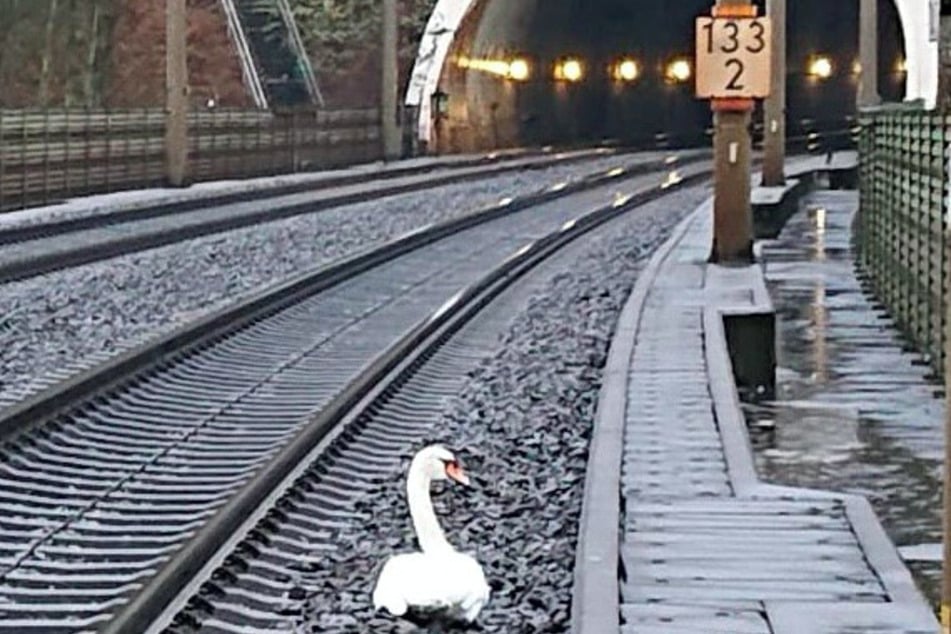 Auf der Bahnstrecke zwischen Kassel und Göttingen sorgte ein Schwan für einen Einsatz der Feuerwehr.