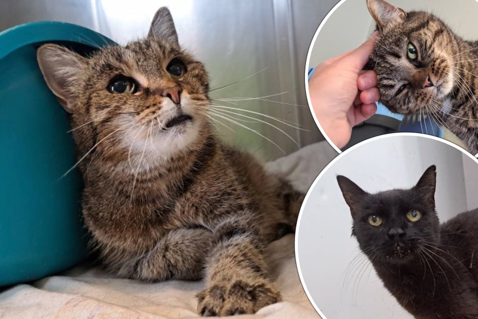 Sie werden immer wieder ignoriert: Katzen-Omis hoffen auf den langersehnten Neustart