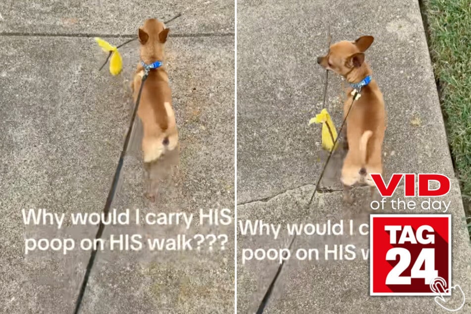 One TikToker caught her dog dragging around his own poop bag like a champ!