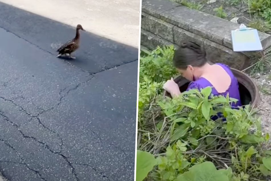 Ente läuft total gestresst auf Frau zu: Was diese schließlich findet, öffnet ihr das Herz