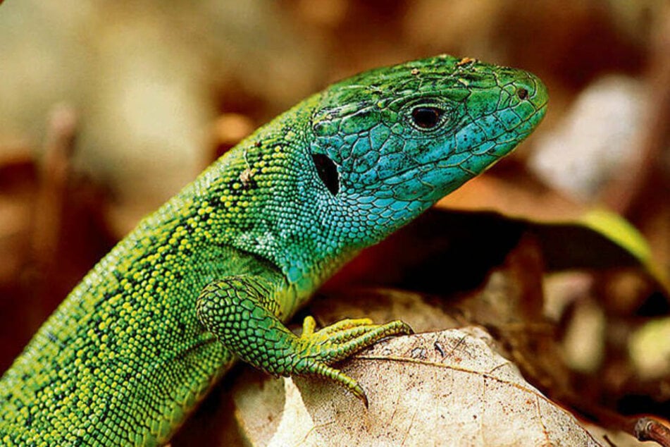 Virengefahr! PETA fordert Verbot von Reptilienbörsen