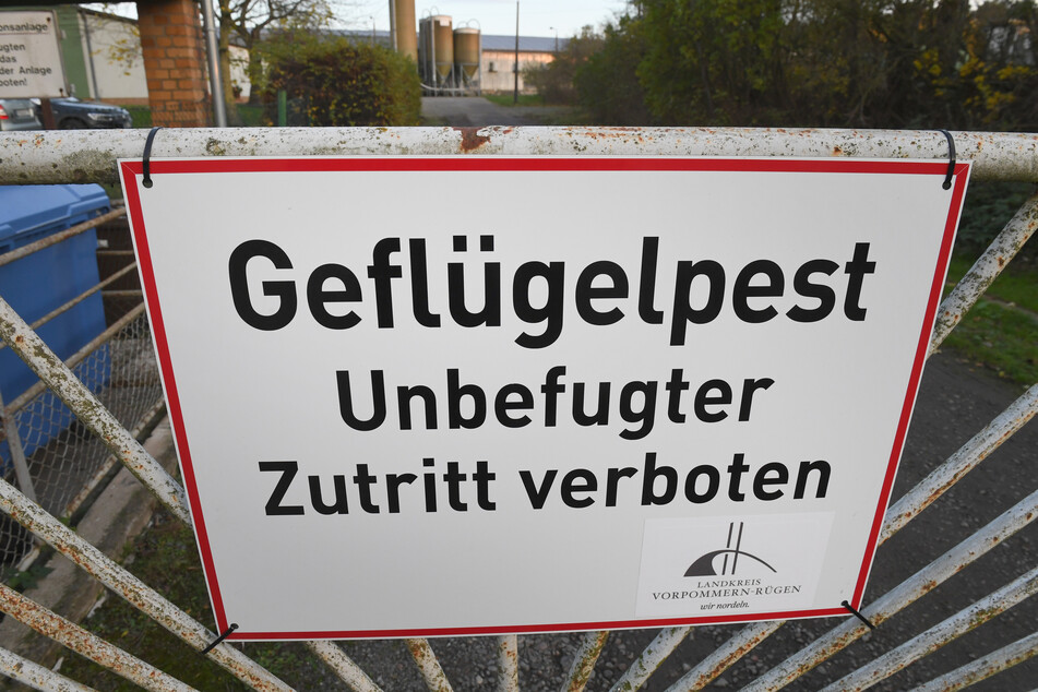 Ein Schild mit dem Schriftzug "Geflügelpest" hängt an einem Zaun.