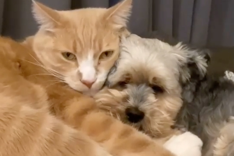 Conan the cat and his best dog friend Sarge cuddle together and melt the hearts of social media users.