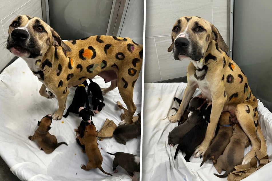 Nanu, wie sieht denn diese Hunde-Mama aus?