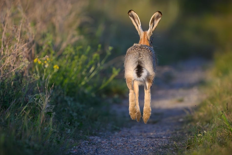 Die ersten größeren Myxomatose-Ausbrücke in NRW gab es im Jahr 2024 zu verzeichnen. (Symbolbild)