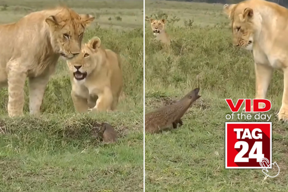 viral videos: Viral Video of the Day for May 13, 2023: Mighty mongoose takes on the lion king of the savanna