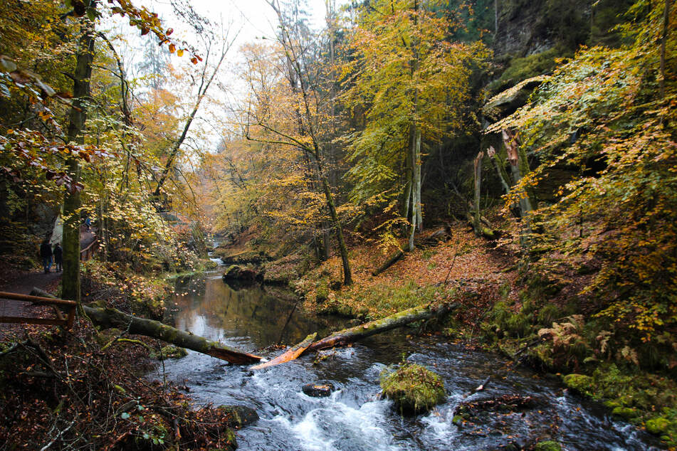 Trotz regnerischem Wetter lädt die Natur zu einem Herbstspaziergang ein. (Symbolbild)